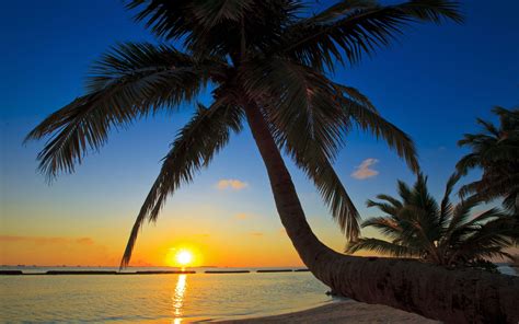 A collection of the top 51 palm beach wallpapers and backgrounds available for download for free. 15 Wonderful HD Palm Tree Wallpapers - HDWallSource.com