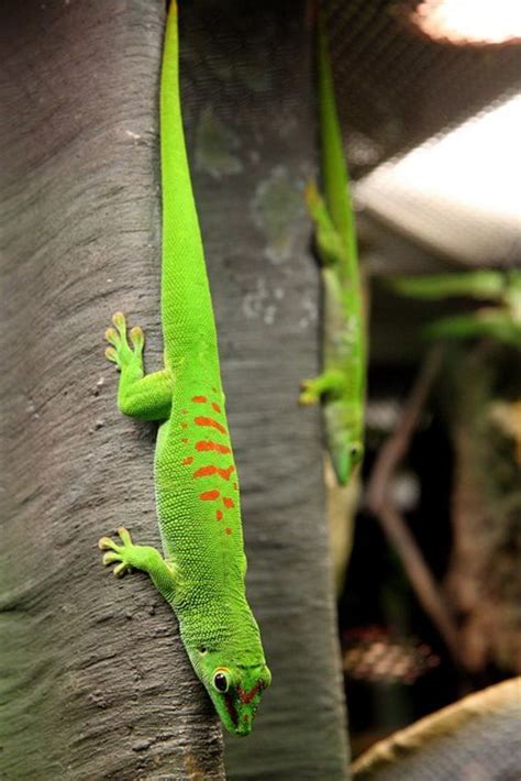 4 Different Types Of Geckos That Make Great Pets Pethelpful