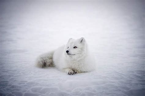 Wildlife Animal Arctic Fox Picture Free Iceland Photos