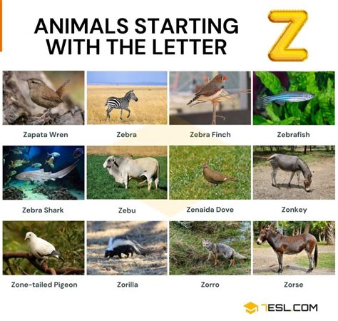 54 Cool Animals That Start With Z Animals Beginning With Z With