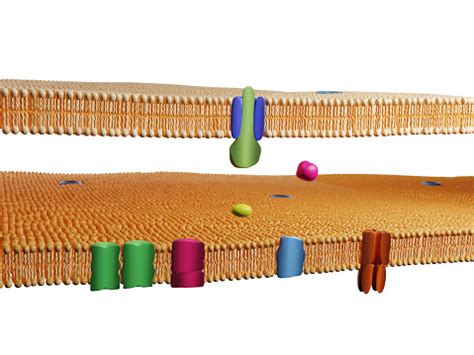 We did not find results for: Membrane Protein Channels At A Double Lipid Bilayer Cell ...