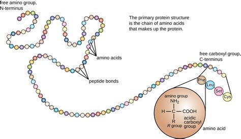 Chapter 2: Protein Structure - Chemistry