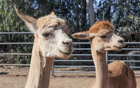 A Fight To Keep A Couple Alpaca Pets In Escondido The San Diego Union