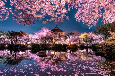 Japan Cherry Blossom Forecast Wallpaper for Android, iPhone and iPad