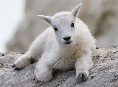 12 Reasons Baby Goats Are Taking Over The Internet