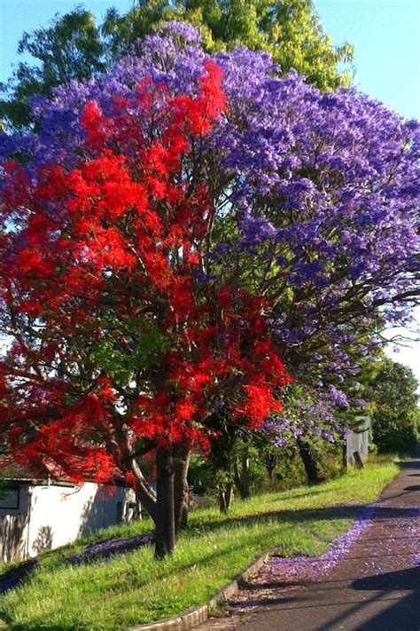 Full print on demand (pod) licenses give you the rights to use digital assets and create designs that you sell on pod sites. Red Illawara Flame Tree and Jacaranda | Porch, Pool ...