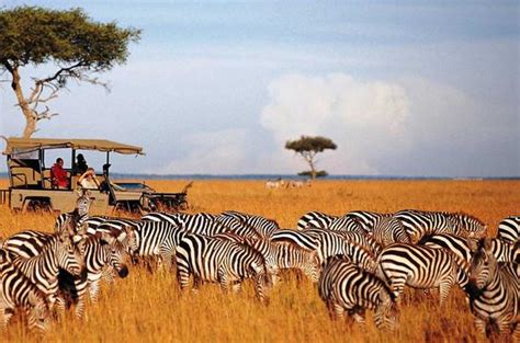 Masai Mara National Reserve Kenyan Safari Guide