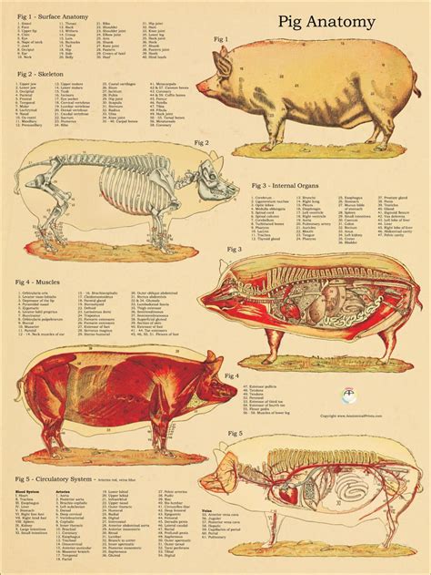 Pig Skeletal Internal Anatomy Poster Wall Chart 18 X Etsy Large