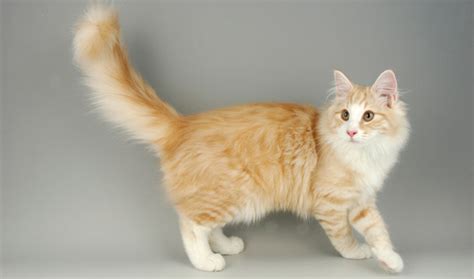 Norwegian Forest Cat Breed Information