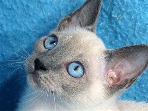 Those Eyes Cat Breeds Pretty Cats Siamese Cats