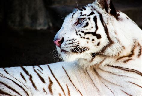 White Bengal Tiger Today The Place Known To Have The Most Flickr