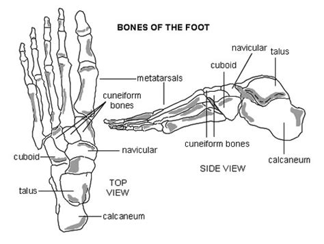 Electrical wiring diagrams leg bones diagram femur which are in coloration have a bonus above when looking at any leg bones diagram femur wiring diagram, get started by familiarizing your self. Sean S- D: More design sketches + Anatomy research