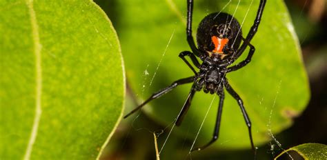 Black widow spiders are not often aggressive. Oakland Zoo