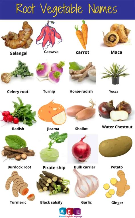 Root Vegetables Images With Names