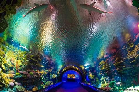 Enter A 40 Foot Shark Tunnel At New York Aquariums Ocean Wonders