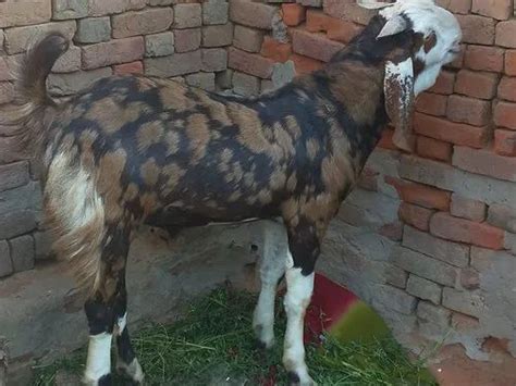 Brown Sirohi Male Goat Meat Kurbani Special At Rs 450kilogram In Mahendragarh Id 22337208297