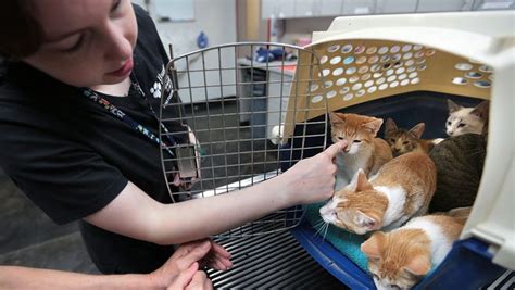 Humane Society Spays And Neuters Feral Cats
