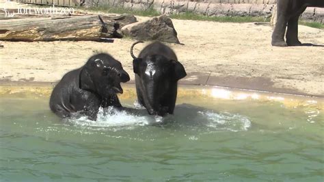 Fort Worth Zoos Baby Elephants Go For A Swim Youtube