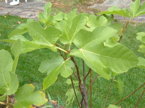 How To Grow Fig Trees In Containers Dengarden