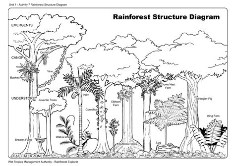 Layers Of The Rainforest Coloring Coloring Pages