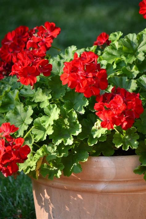 If you want to use a decorative planter without drainage holes, plant your flowers in an inexpensive pot. Geranium Tea Cosy | TBee Cosy