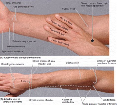 Surface Anatomy Of Anterior Forearm Physical Therapy