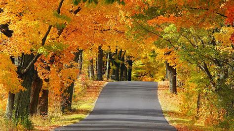 Autumn Road Wallpaper Nature And Landscape Wallpaper Better