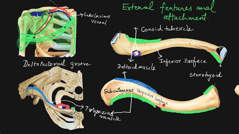 Shoulder Bone Anatomy Diagram : Shoulder Muscles Diagram - Labeled