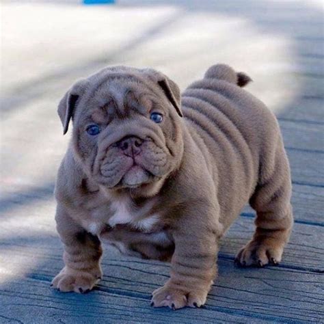 73 English Bulldog For Sale Maine Image Bleumoonproductions