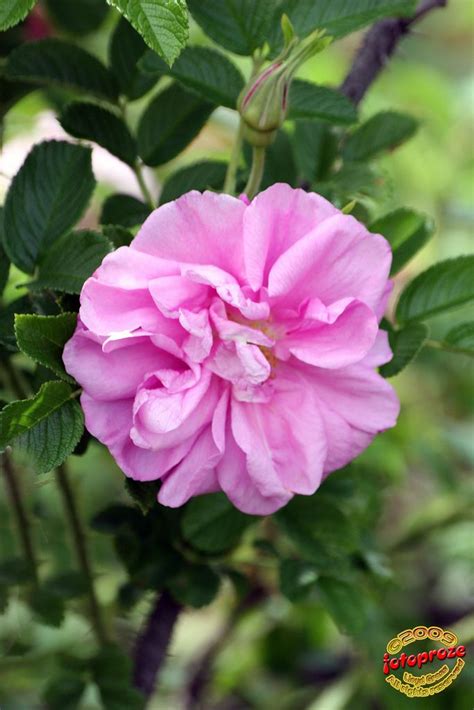 Hybrid Rugosa Rose Rosa Claire Laberge Rosaceae C20090613 270