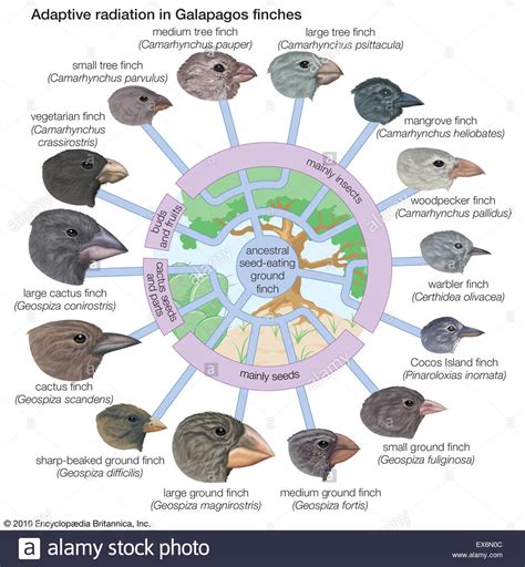 Ordnen sie die darwinfinken ihren unterschiedlichen ökologischen nischen / den graphen die entsprechenden funktionsgleichungen zu. Adaptive Radiation in Galapagos-Finken Stockfotografie - Alamy