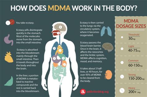 Mdma Metabolism In The Body How Mdma Affects The Brain Infographic