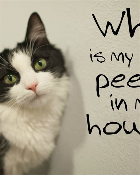 Why Do Cats Hiss For No Reason Pethelpful By Fellow Animal Lovers