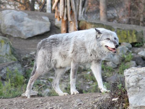Northwestern Wolf Canis Lupus Occidentalis Yukon Bay Zoochat