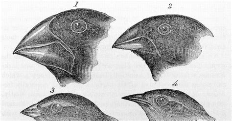 Bird Beaks Different Types For Different Uses Daily Birder