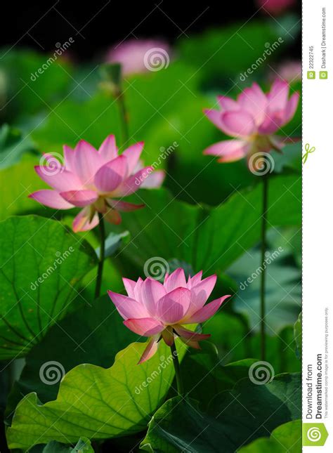 Charming Lotus Bloom In Pond Stock Image Image Of Fragrant Lake