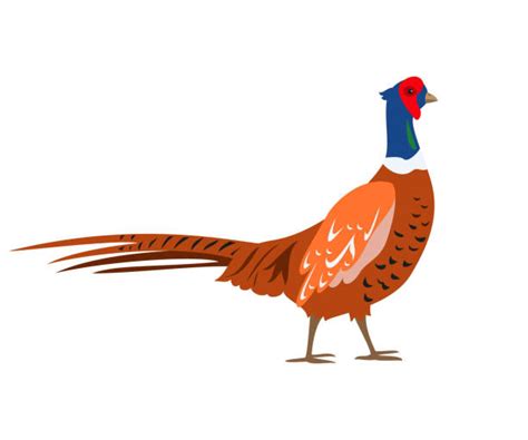 Cartoon Of The Pheasant In Flight Illustrations Royalty Free Vector