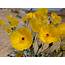 Two Rare Nevada Wildflowers Move Toward Endangered Species Protection 