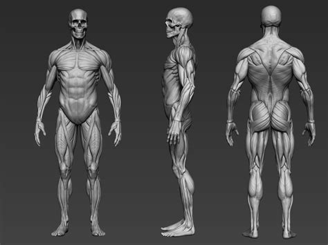 Anatomy Model Ecorche Blender Render Scene Ubicaciondepersonascdmx