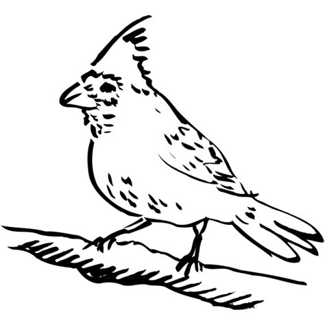 Perched Mockingbird Png Svg Clip Art For Web Download Clip Art Png