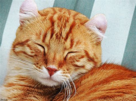 I'm always really (bored) during the long flights. 6 Warning Signs That Your Cat Is Depressed