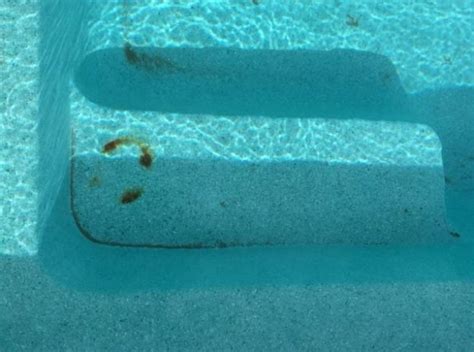 We Correctly Identify Pool Stains And Remove Them From All Pool Surfaces