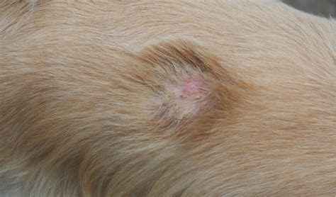 Pyoderma In Dogs Best Prevention And Treatment2023 Petsnurturer