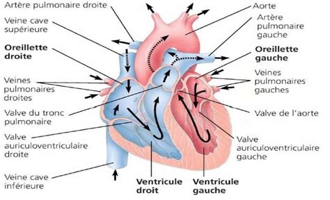 grava Ondular Comparación anatomie du coeur humain Esencialmente Proceso de fabricación de
