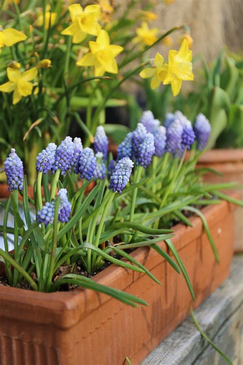 Growing Muscari In Containers Longfield Gardens