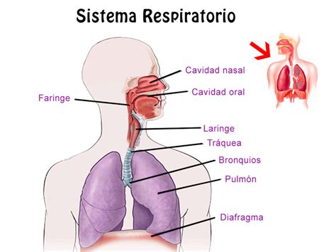 Resumen del Sistema Respiratorio órganos características función funcionamiento
