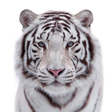 Eye To Eye With A Young White Bengal Tiger Closeup Portrait Of A Wild