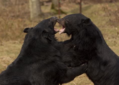 Asian Black Bear Asian Black Bears Fighting Mattnick13 Flickr