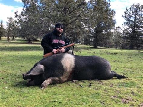Hog And Boar Hunting Four Aces Ranch Exotic Hunting Ashwood Or