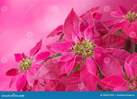 Poinsettia Christmas Pink Flower T Card Stock Photo Image Of